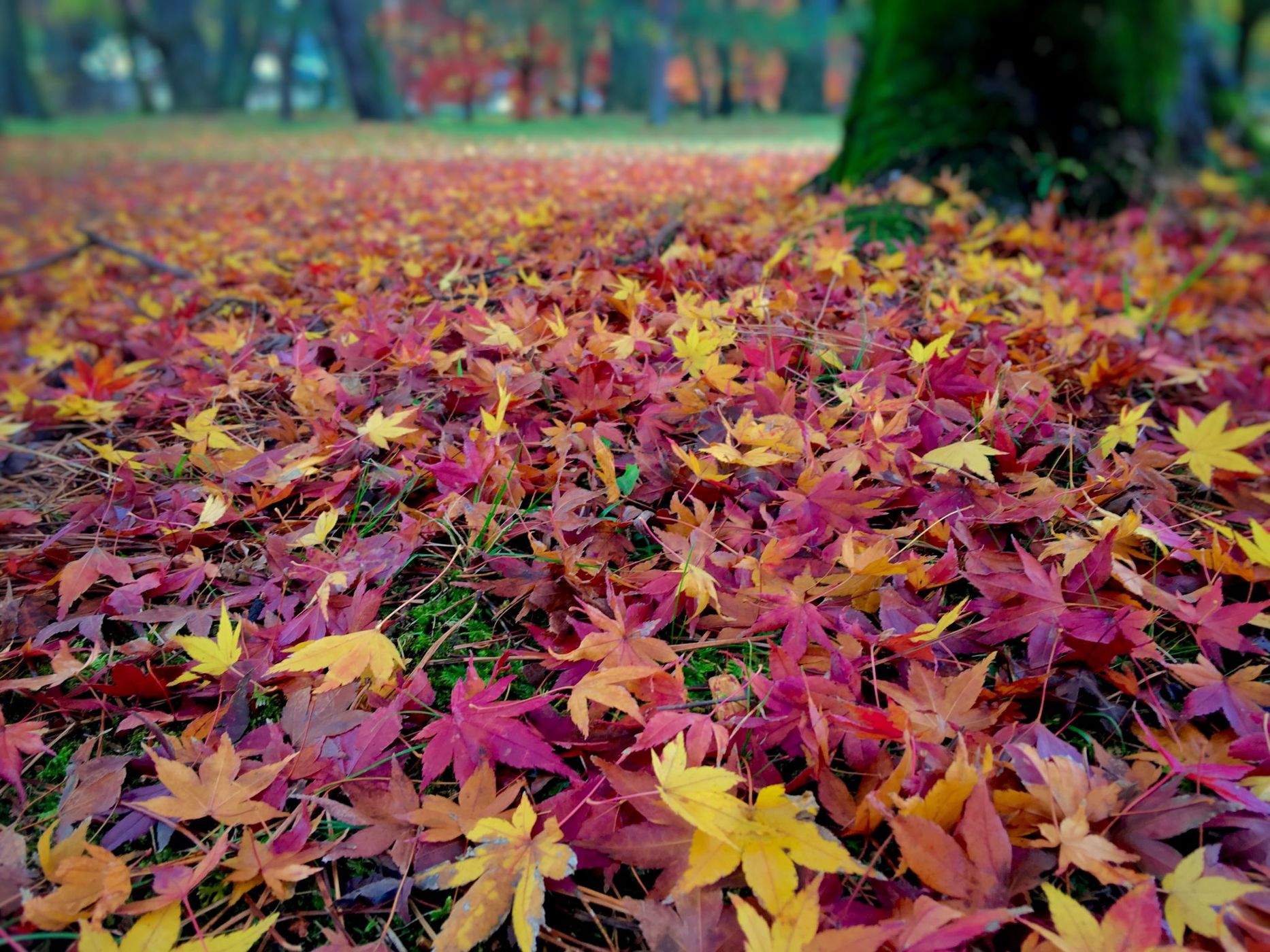 Kyoto Imperial Garden (Kyoto Gyoen), Japan