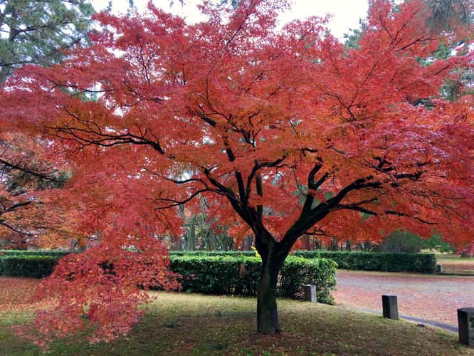 Kyoto Imperial Garden (Kyoto Gyoen)