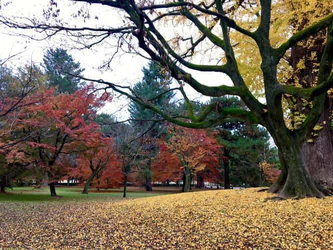 Kyoto Imperial Garden (Kyoto Gyoen)