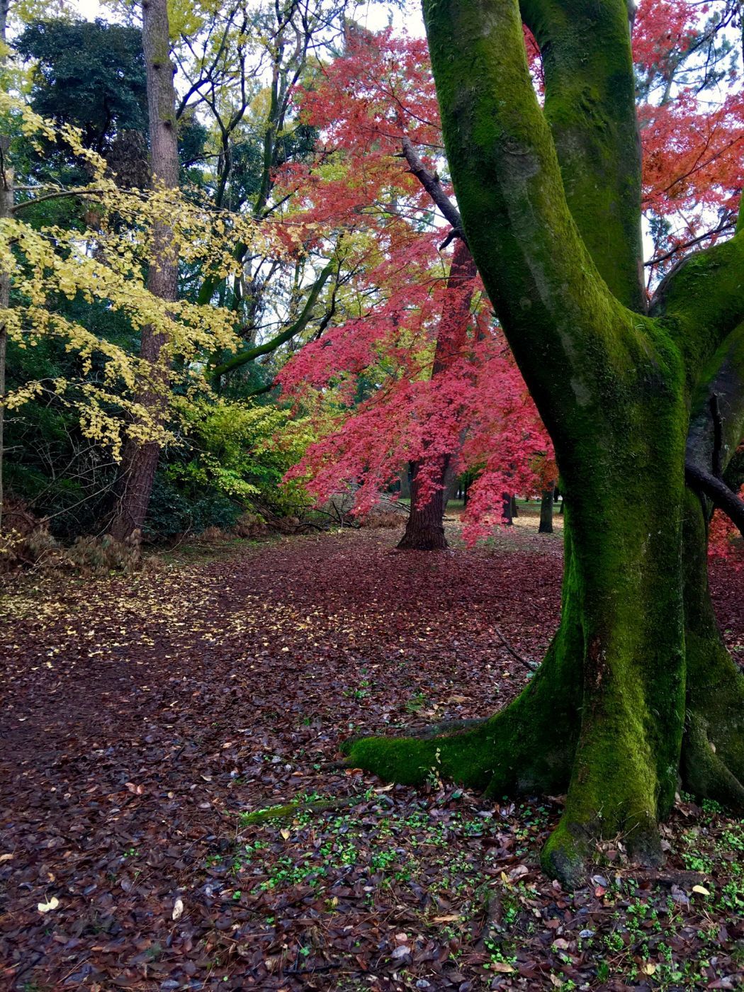 Kyoto Imperial Garden (Kyoto Gyoen), Japan