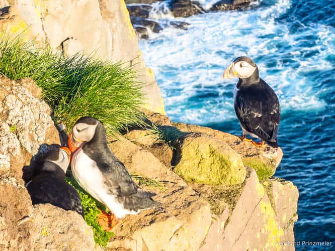 Puffin