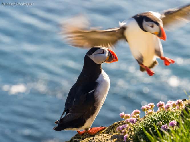 Puffin