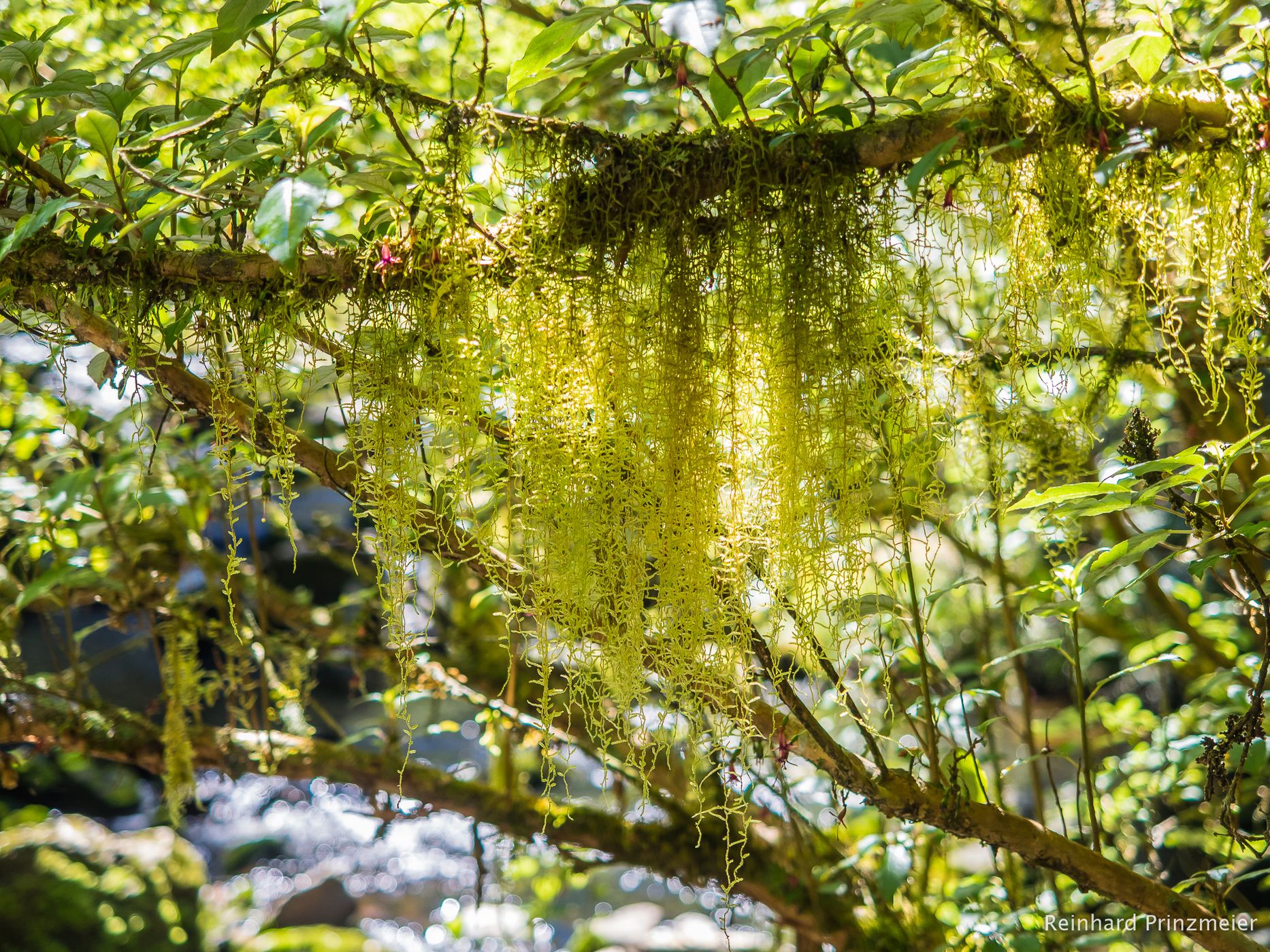 McLean Falls, Catlins, New Zealand