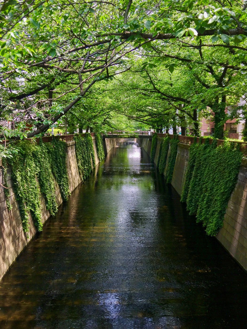 Meguro River, Japan