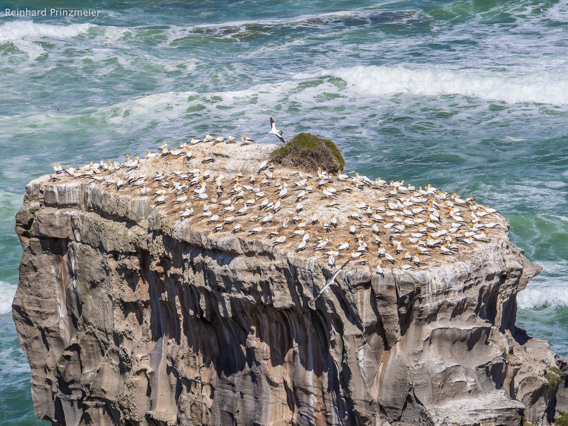 Muriwai Gannet Colony, New Zealand