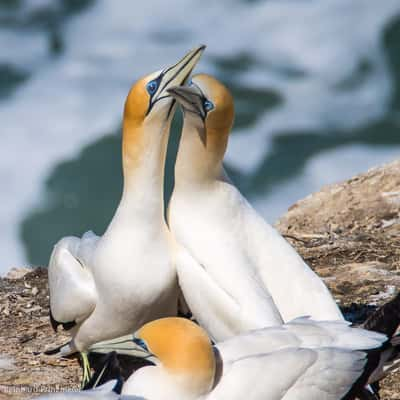 Muriwai Gannet Colony, New Zealand