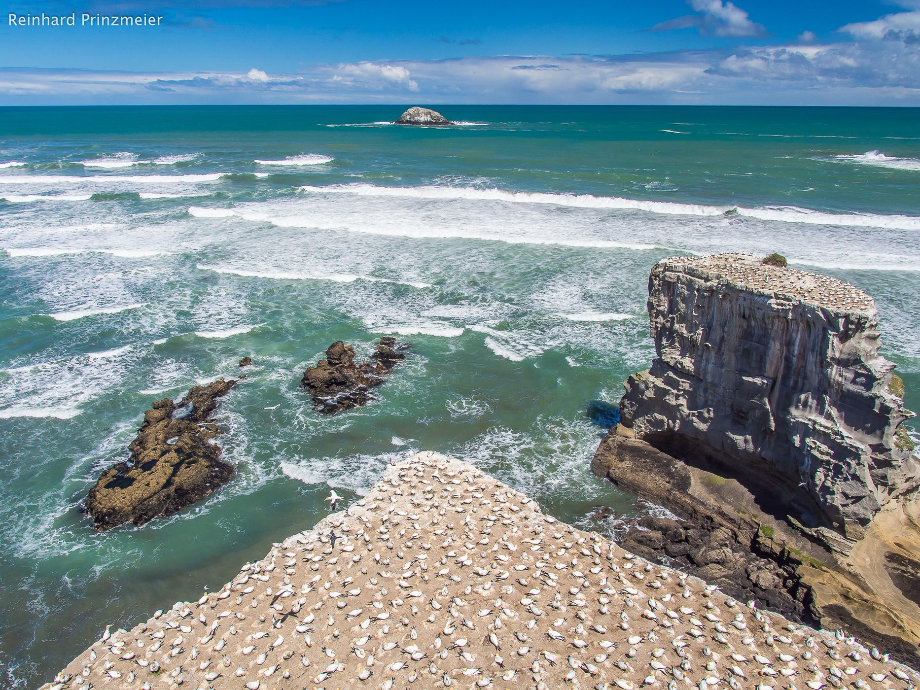 Muriwai Gannet Colony, New Zealand