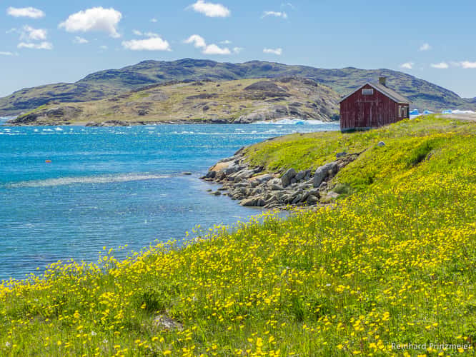 Narsaq