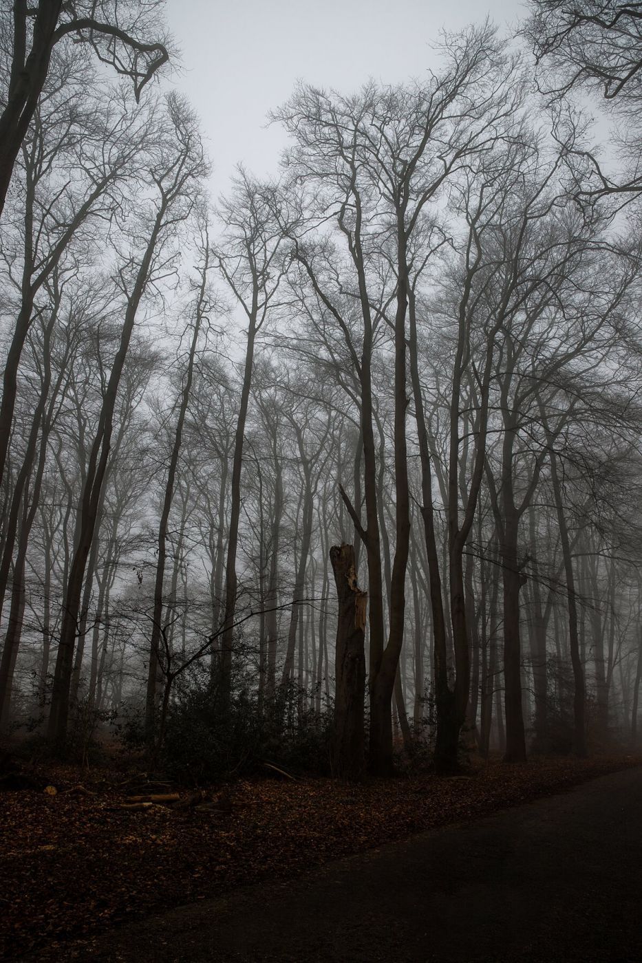 Nebelwald, Germany