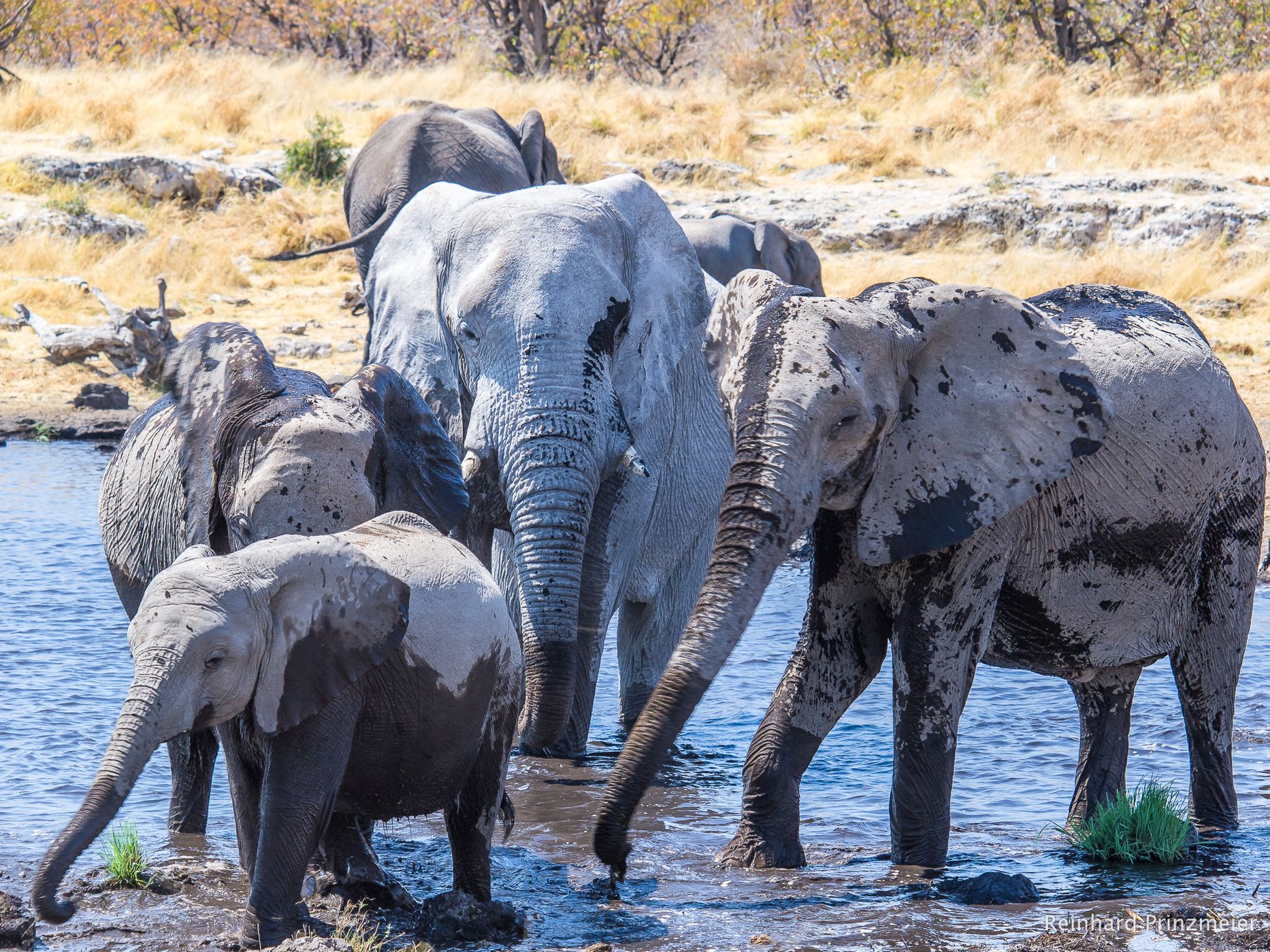 Nuamses waterhole, Namibia