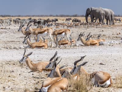 Ozonjuitji m'Bari waterhole