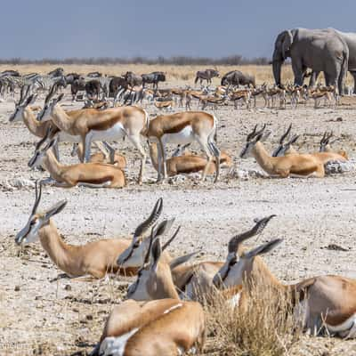 Ozonjuitji m'Bari waterhole, Namibia