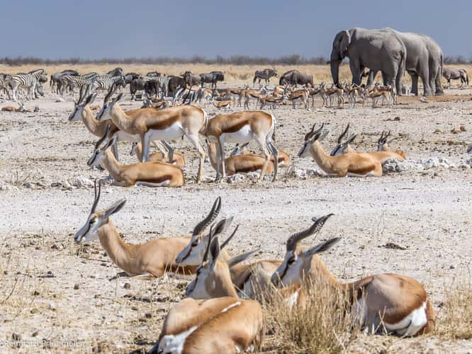 Ozonjuitji m'Bari waterhole