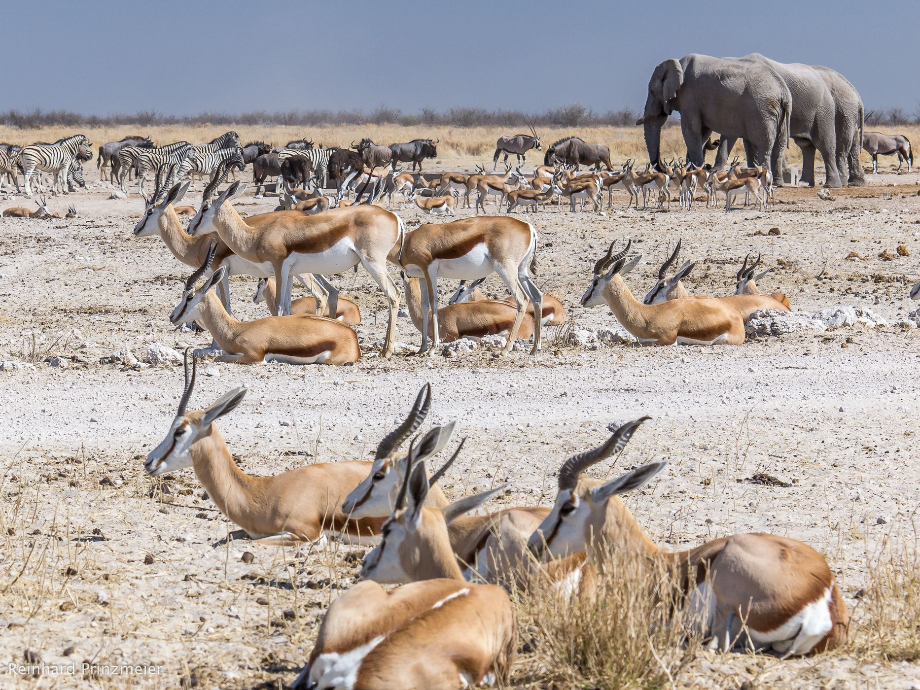 Ozonjuitji m'Bari waterhole, Namibia