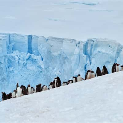 Paradise Bay, Antarctica, Antarctica