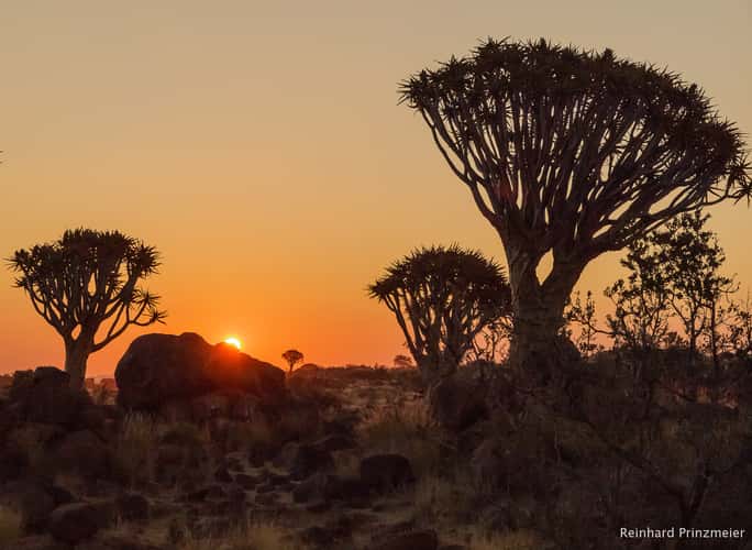 Quivertree Forest