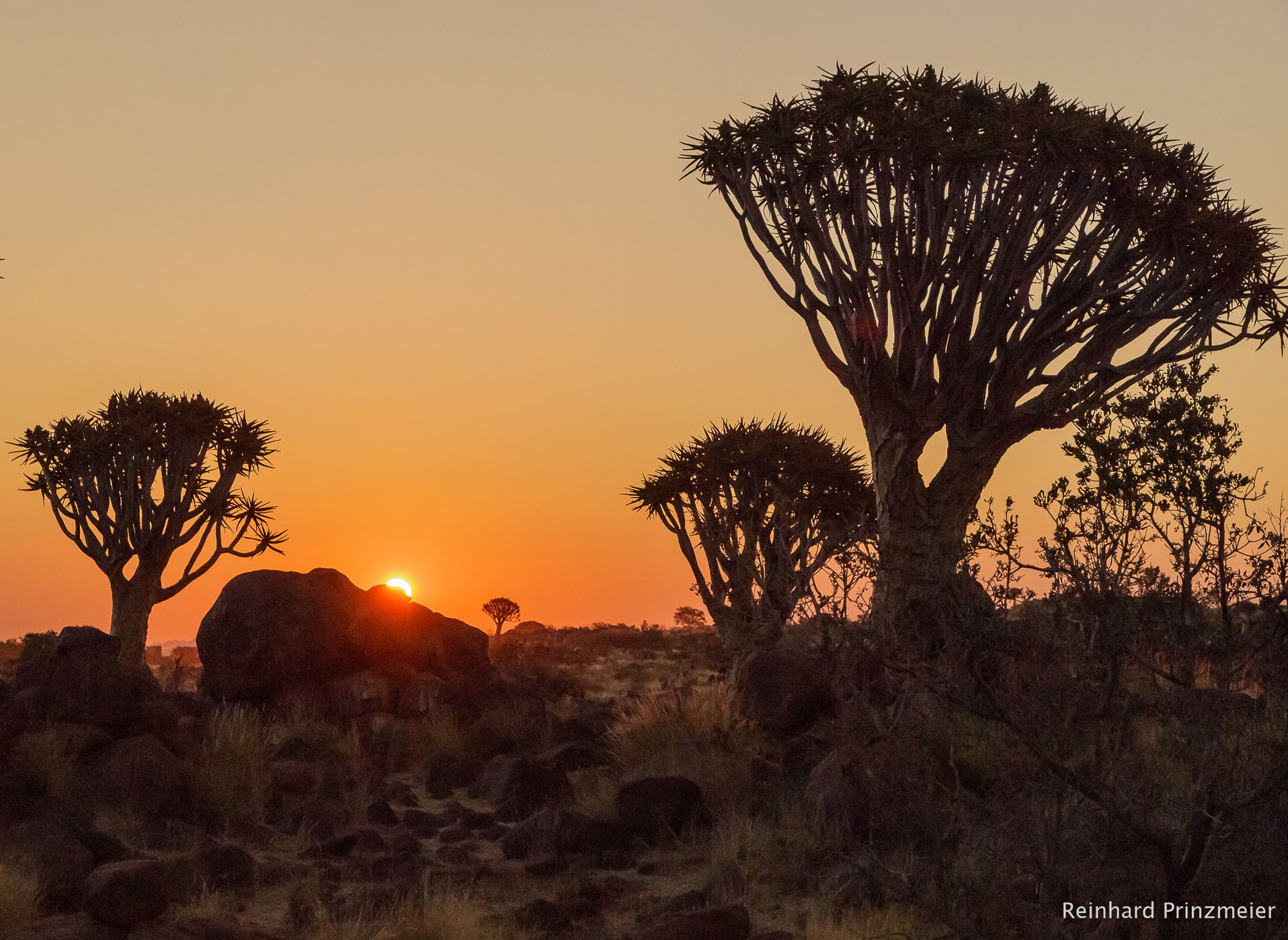 Quivertree Forest, Namibia