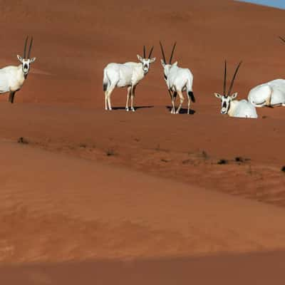 Sharjah Desert near Al Madam, United Arab Emirates