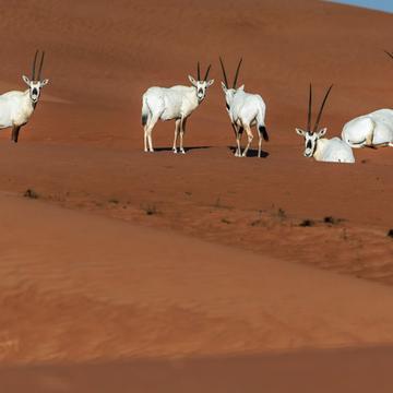 Dubai Desert Conservation Reserve, United Arab Emirates