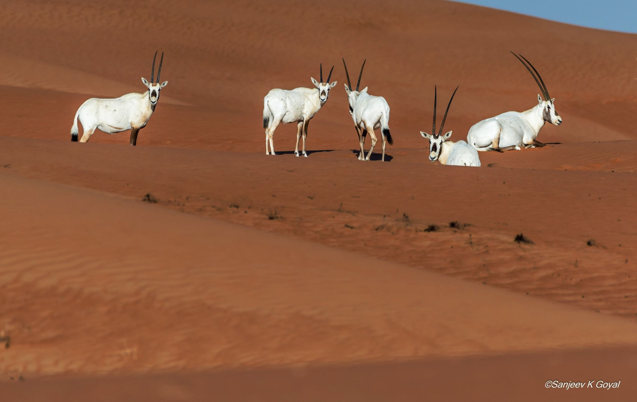 Sharjah Desert near Al Madam, United Arab Emirates