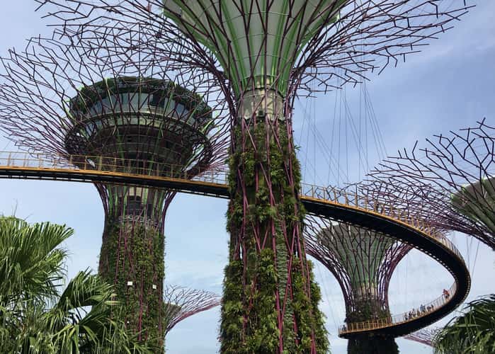 Supertree Grove