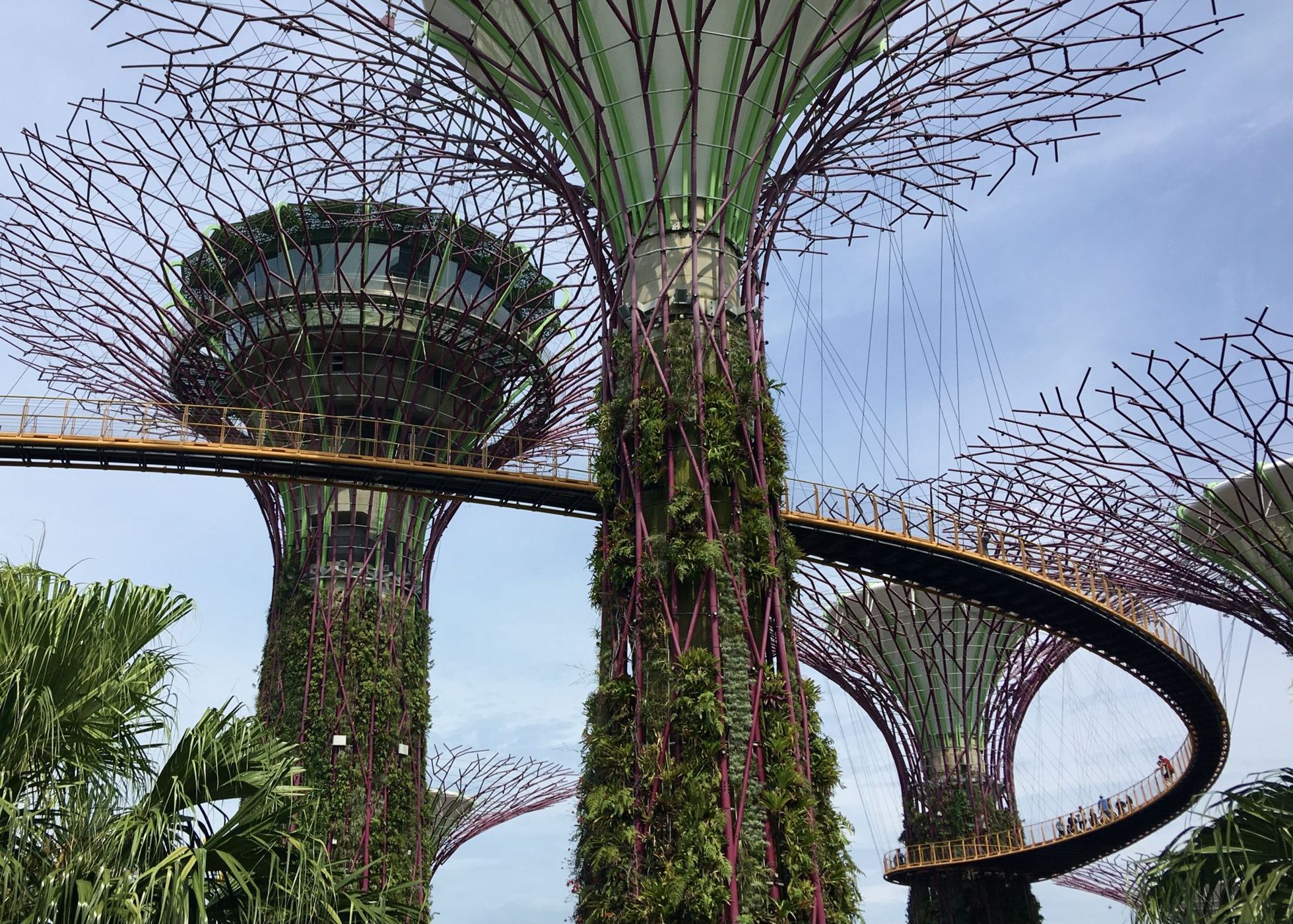 Supertree Grove, Singapore