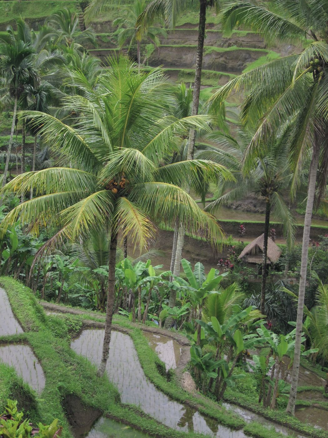 Tagalalang rice terrace, Indonesia