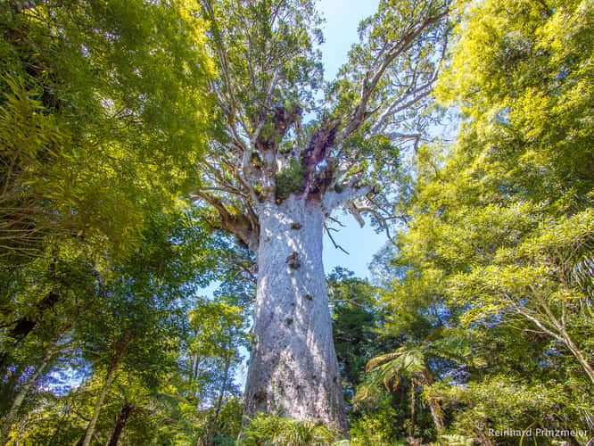 Tane Mahuta