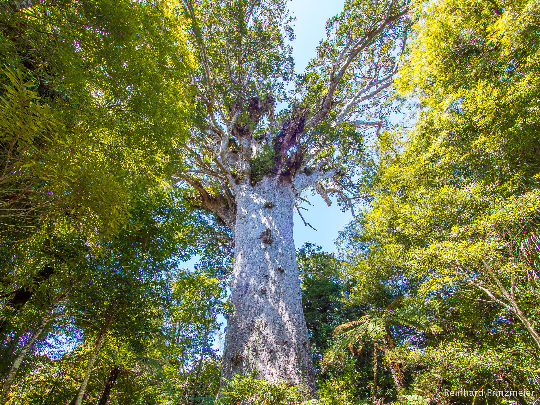Tane Mahuta, New Zealand