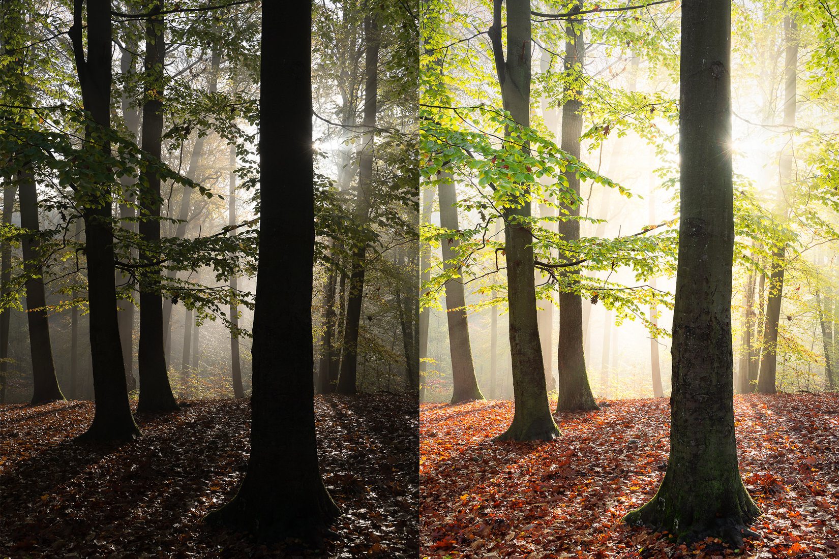 How to retouch a Forest Picture in Lightroom