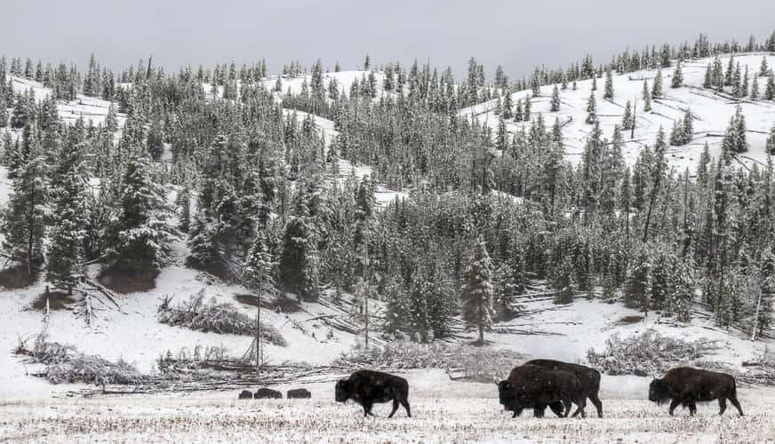 Bison in Yellowstone National Park