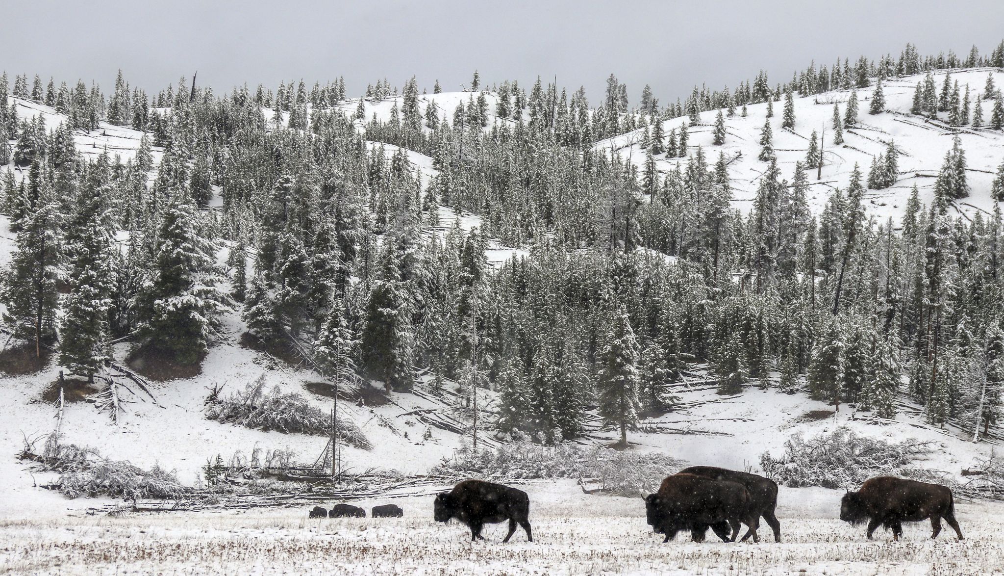 Bison in Yellowstone National Park, USA