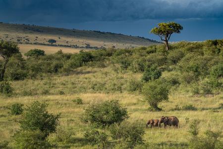 Green valleys after the rain, Maasai Mara National Reserve