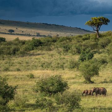 Green valleys after the rain, Maasai Mara National Reserve, Kenya