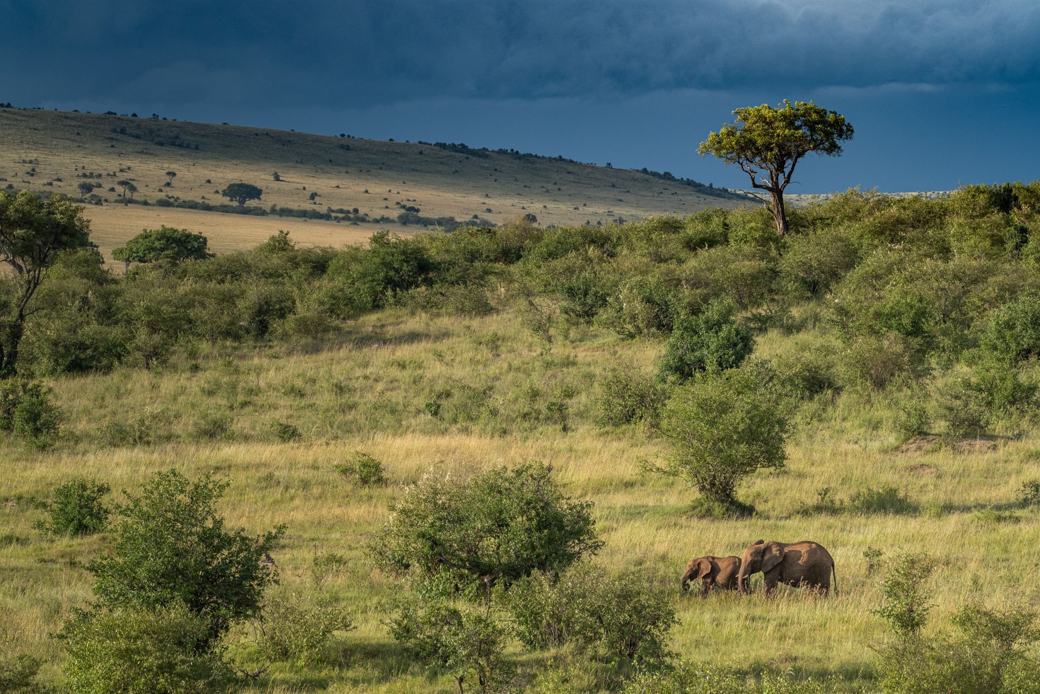 Green valleys after the rain, Maasai Mara National Reserve, Kenya