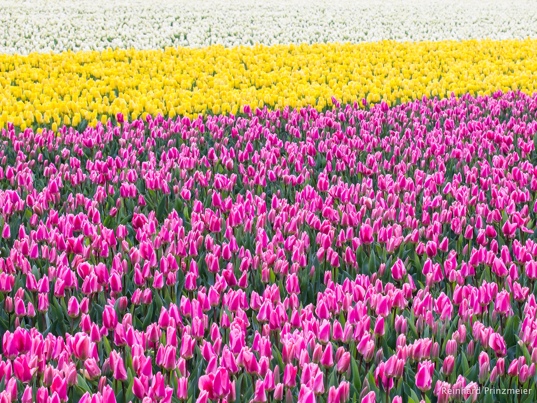 Hillegom, Netherlands
