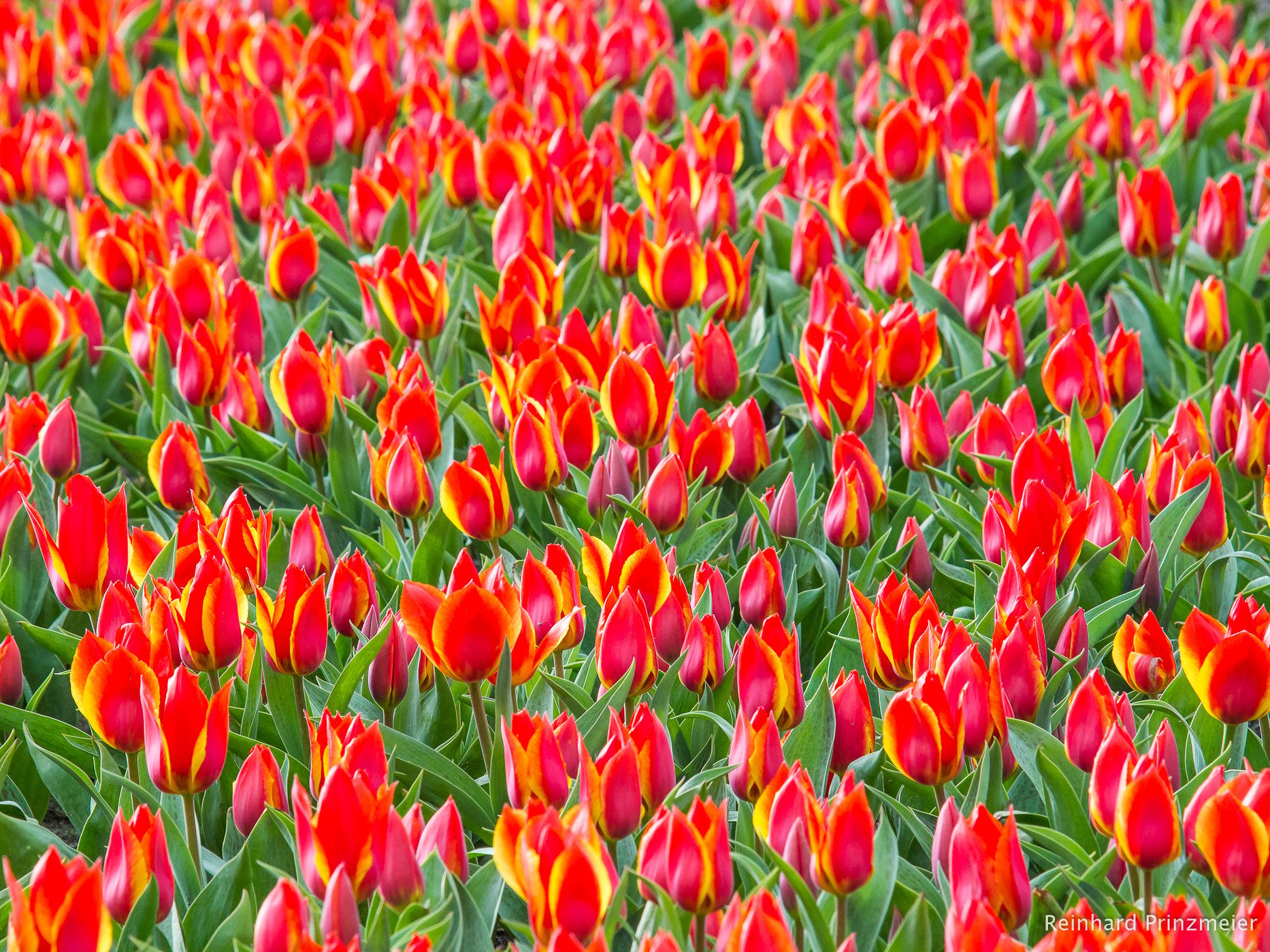 Hillegom, Netherlands