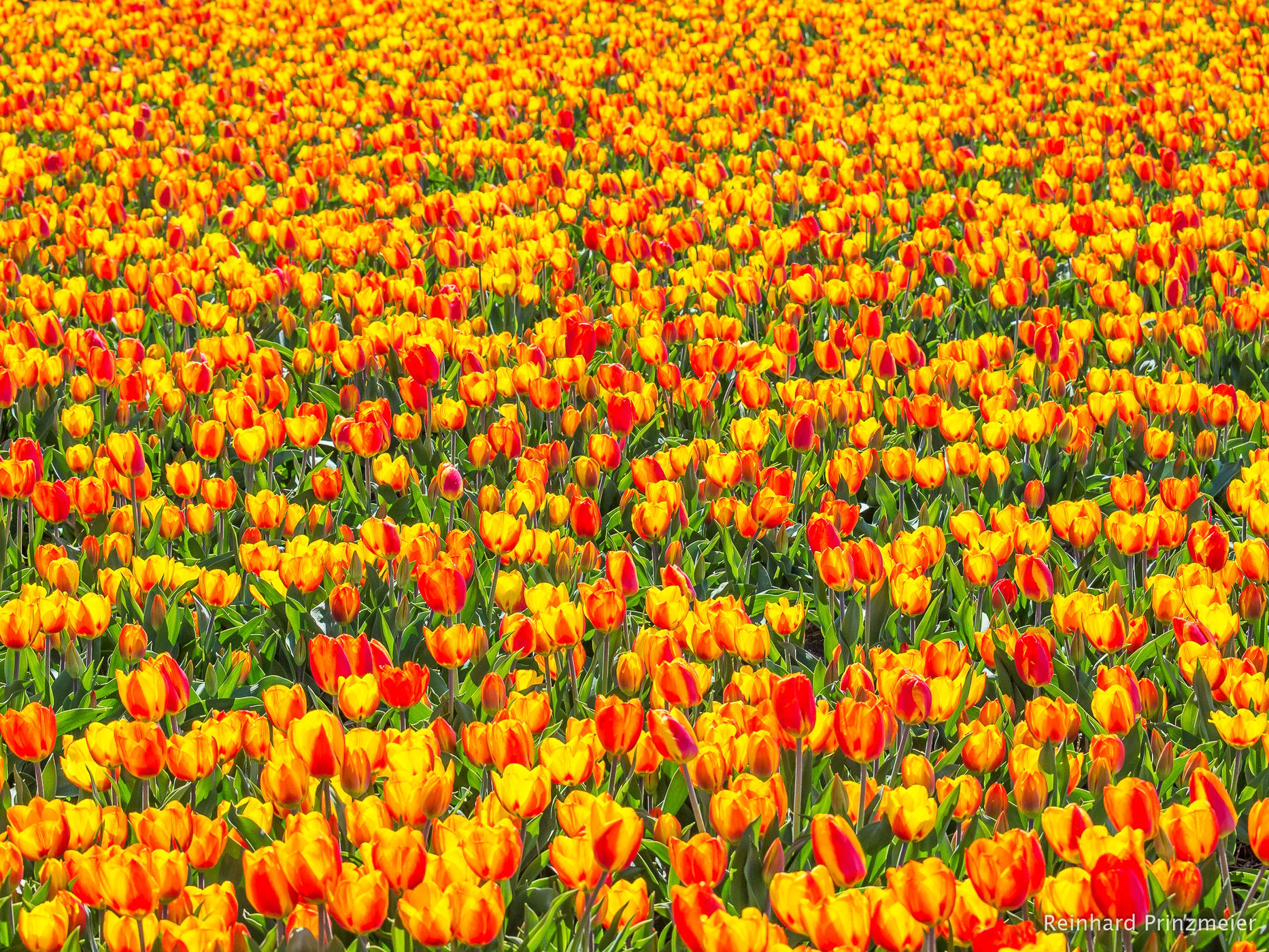 Hillegom, Netherlands