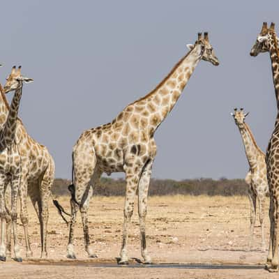 Jakkalswater waterhole, Namibia