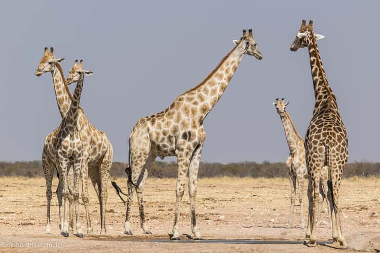 Jakkalswater waterhole