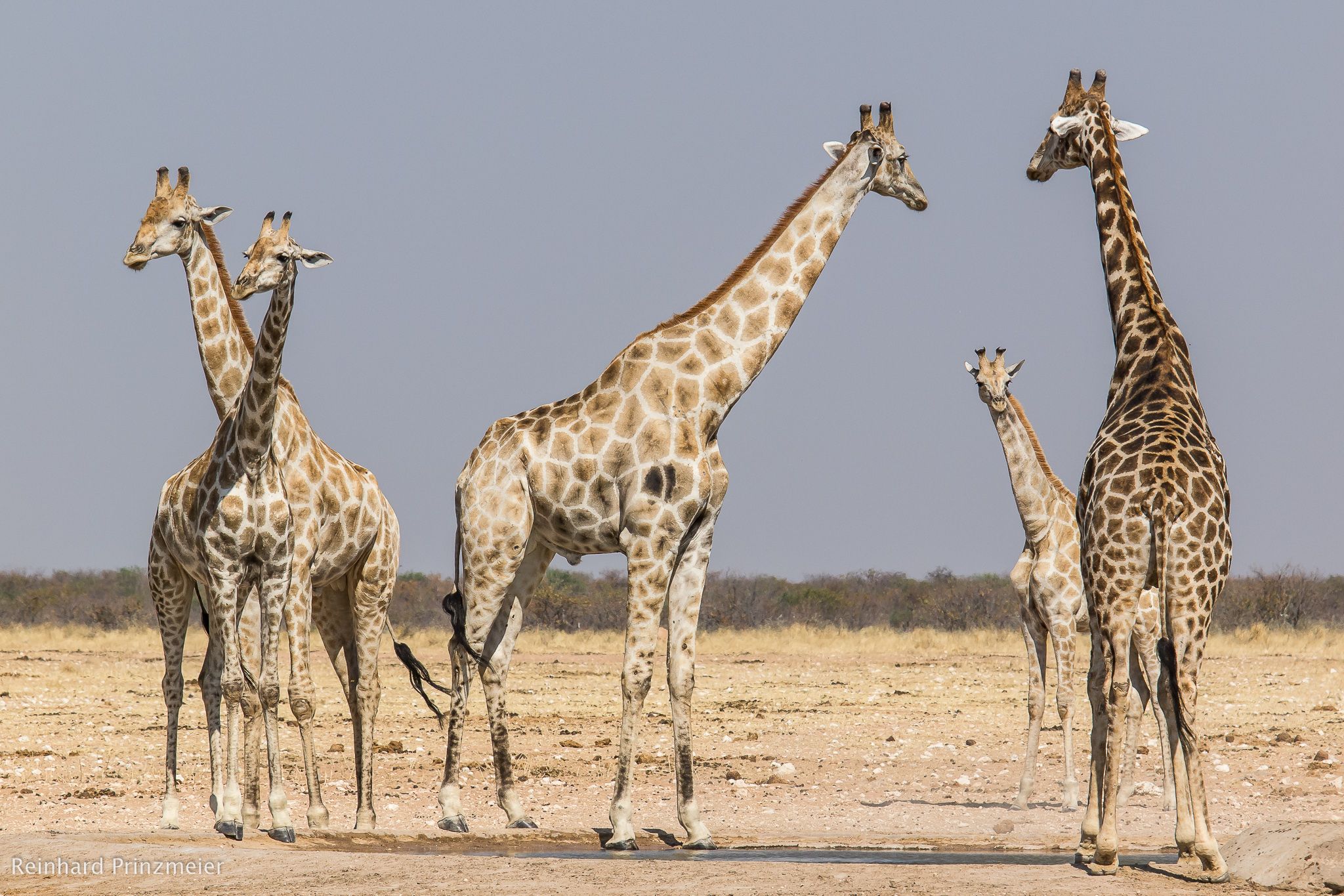 Jakkalswater waterhole, Namibia