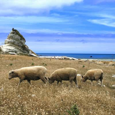 Kaikoura Peninsula, New Zealand