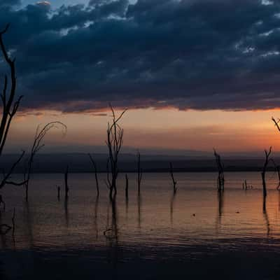 Dead trees, Lake Nakuru, Kenya