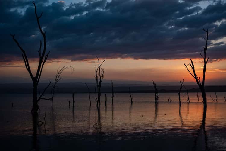 Dead trees, Lake Nakuru