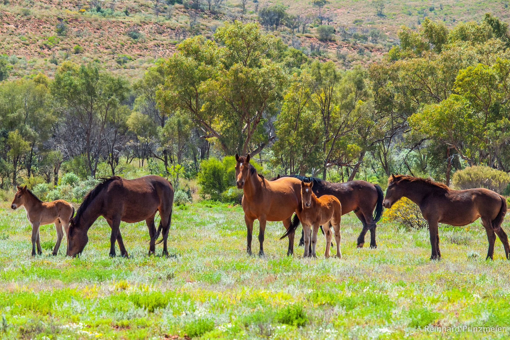 Mereenie Loop, Australia