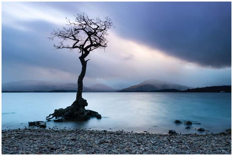 The lonely tree of Milarochy Bay