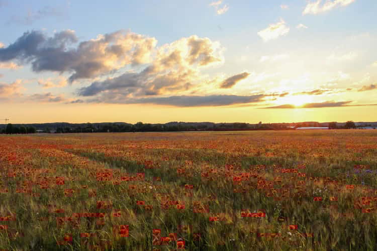 Mohnblumenfeld Sonnenuntergang Gartenstadt