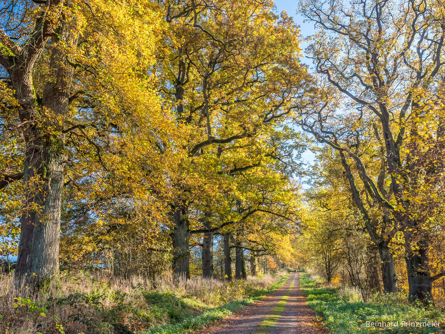 Neuhaus Oak Alley, Germany