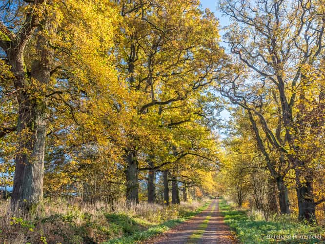 Neuhaus Oak Alley