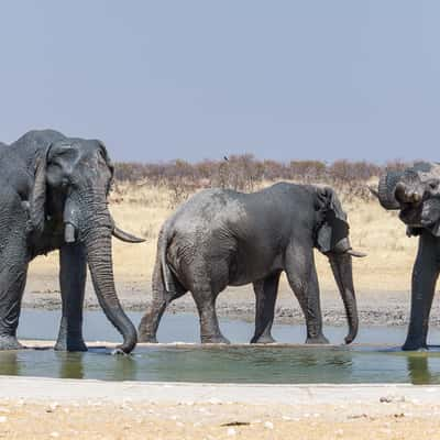 Olifantsrus, Namibia